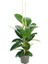 Videolu 2 Köklü Kauçuk Bitkisi 1 Adet Saksılı 80-100 cm İç Mekan Salon Bitkisi (Ficus Elastica) 1