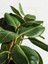 Videolu 2 Köklü Kauçuk Bitkisi 1 Adet Saksılı 80-100 cm İç Mekan Salon Bitkisi (Ficus Elastica) 2