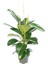 Videolu 2 Köklü Kauçuk Bitkisi 1 Adet Saksılı 80-100 cm İç Mekan Salon Bitkisi (Ficus Elastica) 3