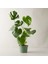 Monstera Deliciosa Deve Tabanı Büyük ve Dolgun Boy 90 - 110 cm 1