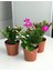 Videolu Pembe Yılbaşı Çiçeği 3 Adet Saksılı 10-15 cm İç Mekan Salon Bitkisi (Rhipsalidopsis) 1