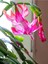 Videolu Pembe Yılbaşı Çiçeği 3 Adet Saksılı 10-15 cm İç Mekan Salon Bitkisi (Rhipsalidopsis) 4