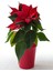 Videolu Kırmızı Renk Atatürk Çiçeği 1 Adet Saksılı 30-60 cm İç Mekan Bitkisi (Ponsetya Flower) 1