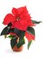Videolu Kırmızı Renk Atatürk Çiçeği 1 Adet Saksılı 30-60 cm İç Mekan Bitkisi (Ponsetya Flower) 3
