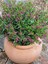 Kufeya Cennet Çiçeği Mor - Cuphea Hyssopifolia 20-30 cm (Iç Mekan Bitkileri) 1