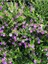 Kufeya Cennet Çiçeği Mor - Cuphea Hyssopifolia 20-30 cm (Iç Mekan Bitkileri) 2