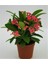 Euphorbia Dikenler Tacı Pembe Renk İthal Kaktüs Ev Ofis İç Mekan Bitkisi 12 cm 2