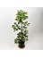 Videolu Tek Dal Alacalı Şeflera Çiçeği 45-90 cm Saksılı İç Mekan Bitkileri (Schefflera) 1
