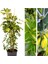 Videolu Tek Dal Alacalı Şeflera Çiçeği 45-90 cm Saksılı İç Mekan Bitkileri (Schefflera) 2