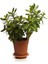 Videolu Bonsai Para Ağacı Yeşim 1 Adet 10-15 cm Saksıda Büyük Boy Salon Bitkisi ( Crassula Ovata ) 1