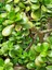 Videolu Bonsai Para Ağacı Yeşim 1 Adet 10-15 cm Saksıda Büyük Boy Salon Bitkisi ( Crassula Ovata ) 2