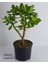 Videolu Bonsai Para Ağacı Yeşim 1 Adet 10-15 cm Saksıda Büyük Boy Salon Bitkisi ( Crassula Ovata ) 3