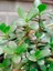 Videolu Bonsai Para Ağacı Yeşim 1 Adet 10-15 cm Saksıda Büyük Boy Salon Bitkisi ( Crassula Ovata ) 4