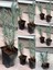Videolu Lavanta Fidanı 10 Adet Saksılı/Tüplü 10-15 cm Bahçe Bitkisi (Lavander) 1