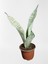 Mini Paşa Kılıcı Sansevieria [30-40 cm] 1