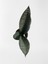Mini Paşa Kılıcı Sansevieria [30-40 cm] 4