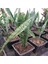 Mini Paşa Kılıcı Sansevieria [30-40 cm] 5