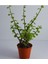 Yeşim (Para) Çiçeği (20-40 cm) 5.5 Saksıda İç Mekan Bitkisi Balkon Bitkisi 4