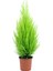 Limon Kokulu Limoni Servi Cupressus Ev Ofis Salon Çamı 30-45 cm 2