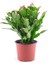 Yılbaşı Çiçeği Dolgun Formlu 8.5 Saksıda İç Mekan Bitkisi 2