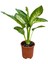 Videolu Difenbahya Bitkisi 1 Adet Saksılı 30-50 cm Salon Bitkisi (Dieffenbachia Tropical Snow ) 1