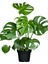 Videolu 1 Adet Deve Tabanı Bitkisi 40-50 cm Saksılı İç Mekan Bitkileri Monstera Deliciosa 1