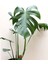 Videolu 1 Adet Deve Tabanı Bitkisi 40-50 cm Saksılı İç Mekan Bitkileri Monstera Deliciosa 2