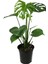 Videolu 1 Adet Deve Tabanı Bitkisi 40-50 cm Saksılı İç Mekan Bitkileri Monstera Deliciosa 3