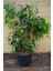 Benjamin Bitkisi Salon Bitkisi 60 cm 1