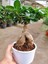 Videolu Bonsai Fidanı 1 Adet Saksılı 20-40 cm İç Mekan Salon Bitkisi (Ficus Bonsai) 1