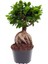 Videolu Bonsai Fidanı 1 Adet Saksılı 20-40 cm İç Mekan Salon Bitkisi (Ficus Bonsai) 2