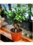 Videolu Bonsai Fidanı 1 Adet Saksılı 20-40 cm İç Mekan Salon Bitkisi (Ficus Bonsai) 3