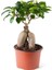 Videolu Bonsai Fidanı 1 Adet Saksılı 20-40 cm İç Mekan Salon Bitkisi (Ficus Bonsai) 4