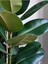 Kauçuk Bitkisi 1 Adet Saksılı 60 - 80 cm İç Mekan Salon Bitkisi (Ficus Elastica) 2