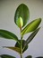 Kauçuk Bitkisi 1 Adet Saksılı 60 - 80 cm İç Mekan Salon Bitkisi (Ficus Elastica) 3