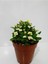 Beyaz Dikenler Tacı Euphorbia Milii 1
