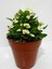 Beyaz Dikenler Tacı Euphorbia Milii 3