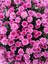 Videolu Kasımpatı Beyaz-Pembe 2 Adet Saksıda 15-25 cm İç-Dış Mekan Bitkisi (Chrysanthemum) 3