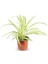 Kurdele Çiçeği Chlorophytum Comosum 1