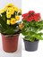 Kalanşo Çiçeği 2 Adet Mini Saksılı Sarı - Kırmızı 10 - 15 cm İç Mekan Salon Bitkisi (Kalanchoe) 1
