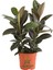 Mini Boy Kauçuk Fidanı Mini Boy 2'li Dikim 20-45 cm Saksılı Salon Çiçeği(Ficus Elastica) 1