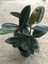 Mini Boy Kauçuk Fidanı Mini Boy 2'li Dikim 20-45 cm Saksılı Salon Çiçeği(Ficus Elastica) 2