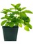 Videolu Mini Saksıda Nane Fidesi 1 Adet Saksılı/ Tüplü 10-15 cm (Mentha) 2