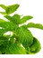 Videolu Mini Saksıda Nane Fidesi 1 Adet Saksılı/ Tüplü 10-15 cm (Mentha) 3