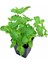 Videolu Mini Saksıda Nane Fidesi 1 Adet Saksılı/ Tüplü 10-15 cm (Mentha) 4