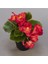 Videolu Kırmızı Begonya Çiçeği 1 Adet 20-40 cm Saksılı Ev Salon İç Mekan Bitkisi (Begonia) 1
