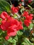 Videolu Kırmızı Begonya Çiçeği 1 Adet 20-40 cm Saksılı Ev Salon İç Mekan Bitkisi (Begonia) 2