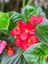 Videolu Kırmızı Begonya Çiçeği 1 Adet 20-40 cm Saksılı Ev Salon İç Mekan Bitkisi (Begonia) 3