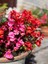 Videolu Kırmızı Begonya Çiçeği 1 Adet 20-40 cm Saksılı Ev Salon İç Mekan Bitkisi (Begonia) 4