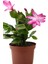 Videolu Pembe Çiçekli Yılbaşı Çiçeği 1 Adet 10-20 cm İç Mekan Salon Bitkisi (Rhipsalidopsis) 1